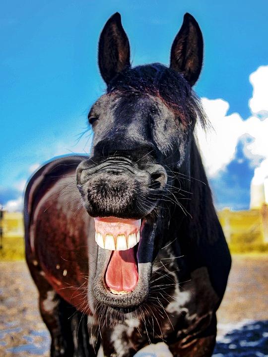 Lustiges Pferd